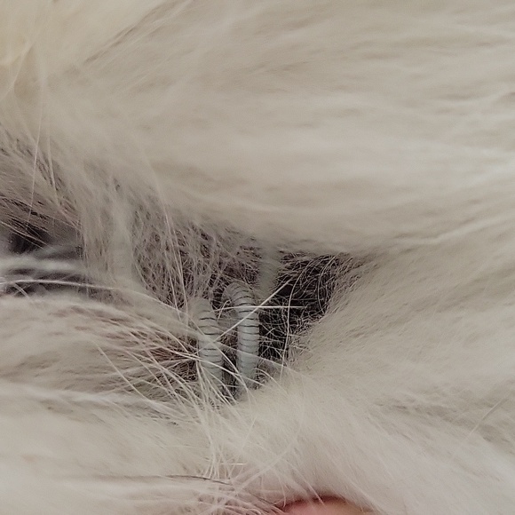 Saga Blue Fox - Picture 3 of 9